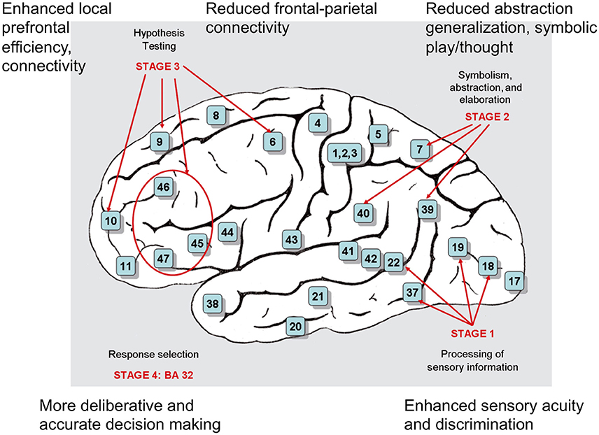 Frontiers | Autism As a Disorder of High Intelligence